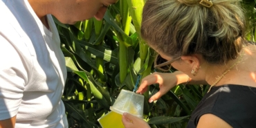 Batı mısır kök kurduna karşı fenomon tuzağı