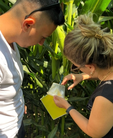 Batı mısır kök kurduna karşı fenomon tuzağı