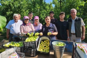 ’Bayramiç beyazı’nda 20 bin ton üretim bekleniyor