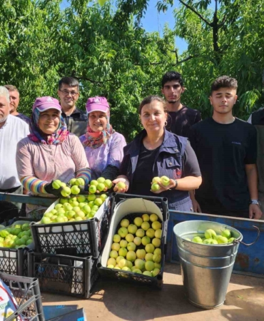 ’Bayramiç beyazı’nda 20 bin ton üretim bekleniyor