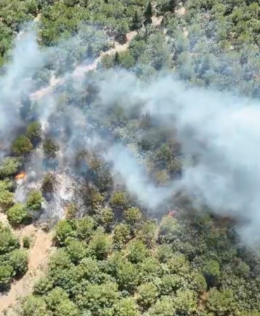 Bayramiç’te orman yangını