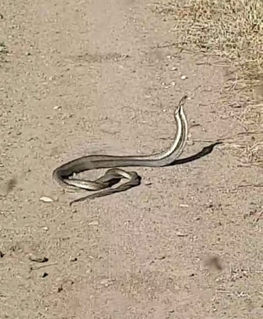 Bayramiç’te yılanların ’çiftleşme dansı’ kameraya yansıdı