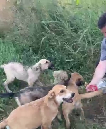 Belediye başkanından örnek davranış: Yavru köpeklere elleriyle su içirdi