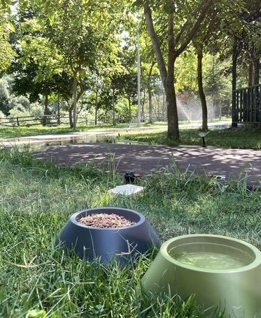 Belediye bu sıcaklarda can dostları için bir kap mama ve bir kap su koyuyor