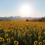 Betonlaşan İstanbul’da eşsiz ayçiçek tarlaları