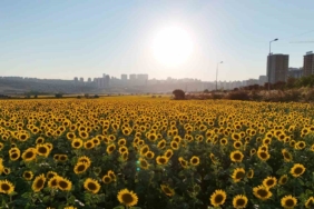 Betonlaşan İstanbul’da eşsiz ayçiçek tarlaları
