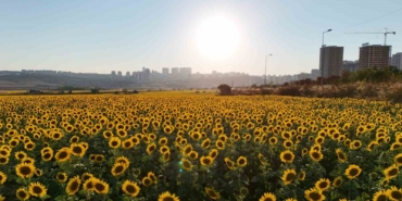Betonlaşan İstanbul’da eşsiz ayçiçek tarlaları