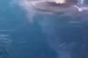 Beykoz sahilinde yunus balıkları görüldü