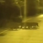 BEYKOZ’DA AÇ KALAN ANNE DOMUZ VE YAVRULARI ŞEHRE İNDİ