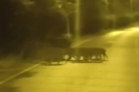 BEYKOZ’DA AÇ KALAN ANNE DOMUZ VE YAVRULARI ŞEHRE İNDİ