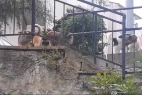 Beykoz’da başıboş köpeklere müdahale etmeyen Beykoz Belediyesi’ne mahalleliden tepki