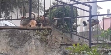 Beykoz’da başıboş köpeklere müdahale etmeyen Beykoz Belediyesi’ne mahalleliden tepki