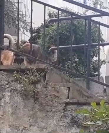 Beykoz’da başıboş köpeklere müdahale etmeyen Beykoz Belediyesi’ne mahalleliden tepki