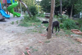 Beylikdüzü’nde köpekler kadına saldırdı: O anlar güvenlik kamerasında
