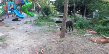 Beylikdüzü’nde köpekler kadına saldırdı: O anlar güvenlik kamerasında