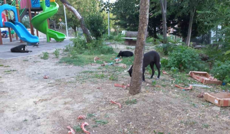 Beylikdüzü’nde köpekler kadına saldırdı: O anlar güvenlik kamerasında