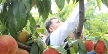 Bilecik’te hasat mesaisine başlayan şeftali üreticisinin yüzü gülüyor