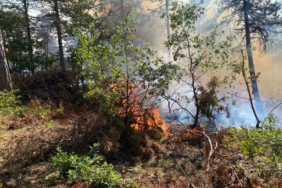 Bilecik’te korkutan orman yangını rüzgarın etkisiyle büyüyor