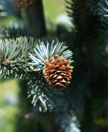 Bin 300 rakımda mavi ladin bahçesi kurdu, dünya devleriyle rekabet ediyor