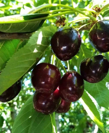 Bin 350 rakımda kiraz hasadı