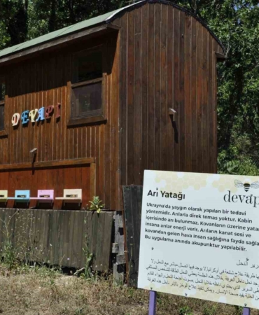 Binlerce arının üzerine yatan, daha dinç kalkıyor