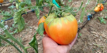 Bu yılki hedefi 2 kiloluk domates