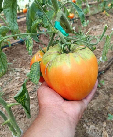 Bu yılki hedefi 2 kiloluk domates