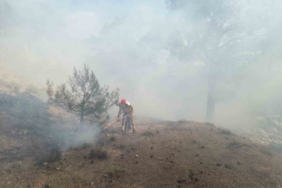Burhaniye’deki orman yangını kısa sürede kontrol altına alındı
