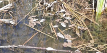 Bursa Kurtul göletinde balık ölümleri