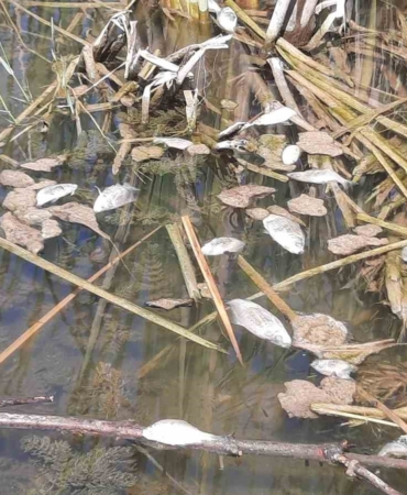 Bursa Kurtul göletinde balık ölümleri