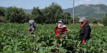 Bursa patlıcanında hasat şenliği