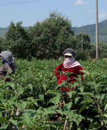 Bursa patlıcanında hasat şenliği