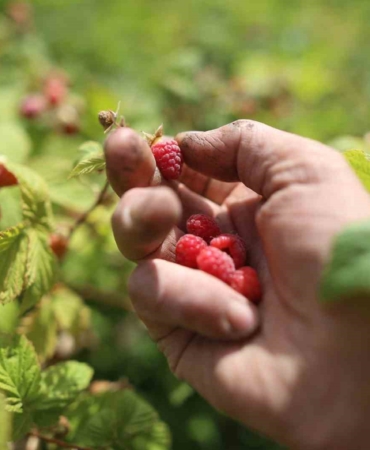Bursa’da ahududu bereketi