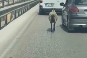 Bursa’da firar eden koyun, trafiği alt üst etti