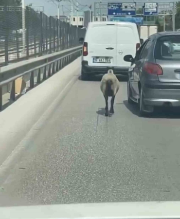 Bursa’da firar eden koyun, trafiği alt üst etti