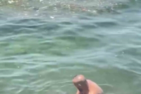 Bursa’da yunus balığı balıkçıların ağına takıldı