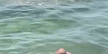 Bursa’da yunus balığı balıkçıların ağına takıldı