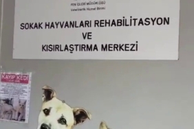 Büyükada Rehabilitasyon Merkezi’nde ’hayvanlara bakılmıyor’ iddiası