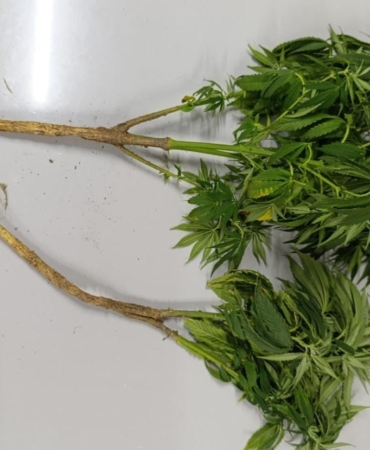 Büyükçekmece’de evinin çatısında uyuşturucu madde yetiştirip satan şüpheli adliyeye sevk edildi