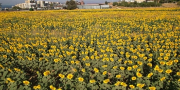 Büyükçekmece’de görsel şölen: Ayçiçek tarlaları yol kenarlarını sarıya boyadı