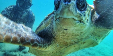 Çanakale Boğazı’nda caretta caretta ile selfie