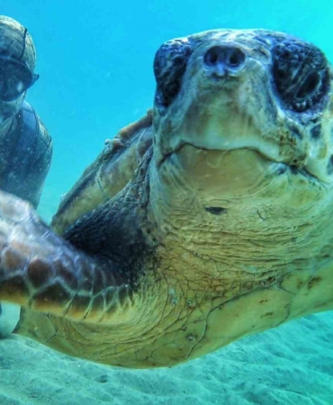 Çanakale Boğazı’nda caretta caretta ile selfie