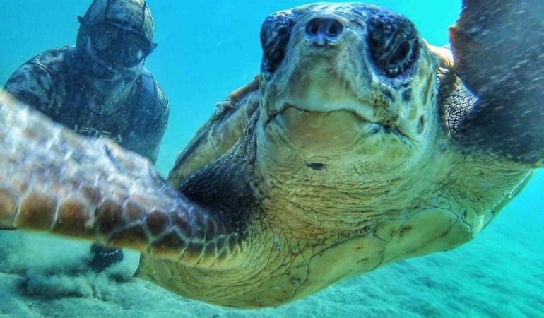 Çanakale Boğazı’nda caretta caretta ile selfie