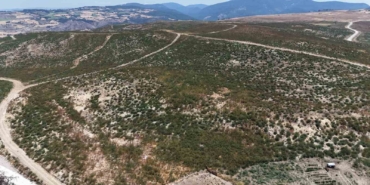 Çanakkale’de küle dönen alanlar yeniden yeşeriyor
