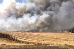 Çorlu’da bin 300 dönüm anız alev alev yandı