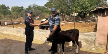 Edirne’de kaybolan buzağı dron ile bulundu