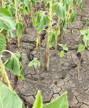 Edirne’de kuraklık etkisini gün geçtikçe arttırıyor