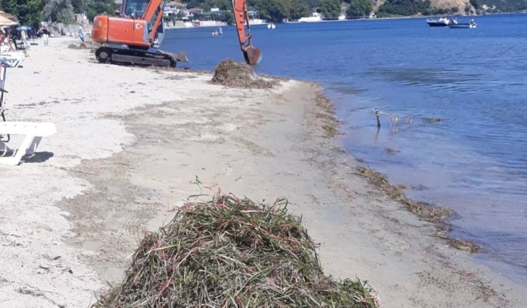 Erdek’te deniz çayırı katliamı