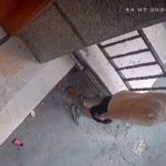 Esenyurt’ta hayrete düşüren anlar: Apartmanın önüne tuvaletini yaptı