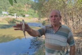 Eyüpsultan’da Alibey Barajı’na akan derede çok sayıda balık telef oldu: Vatandaşlar İSKİ’ye tepki gösterdi